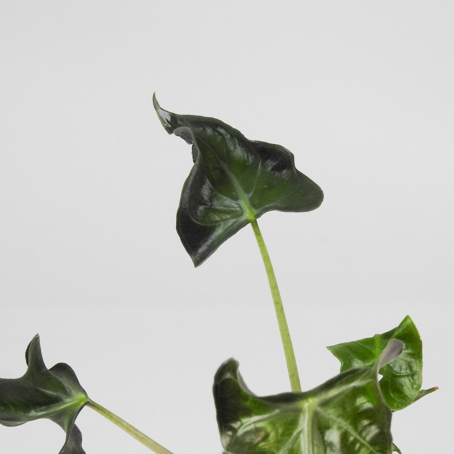 Alocasia 'Loco' (3508)