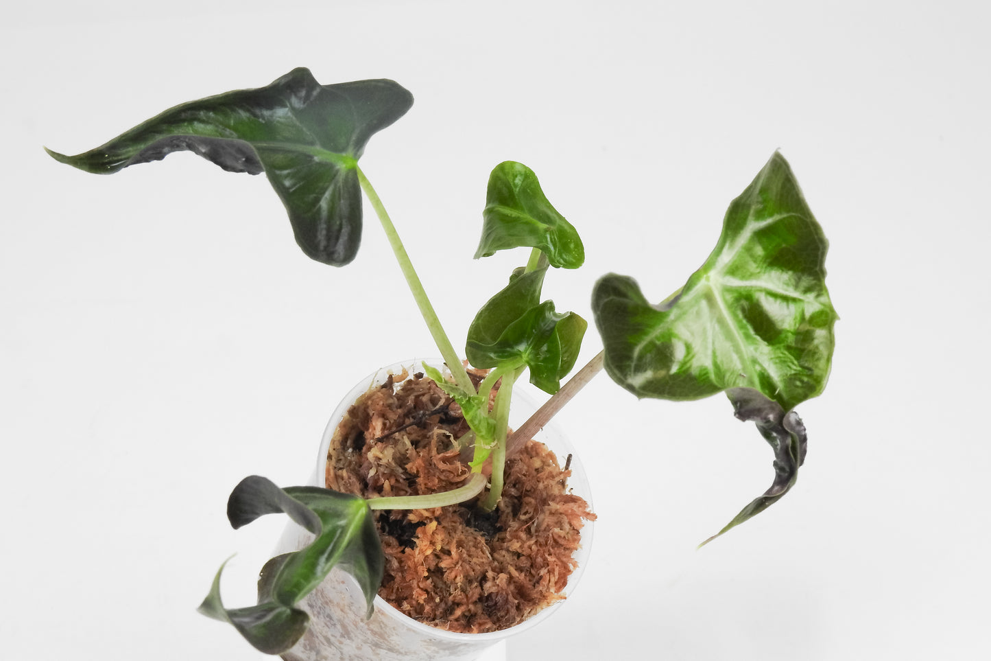 Alocasia 'Loco' (3508)