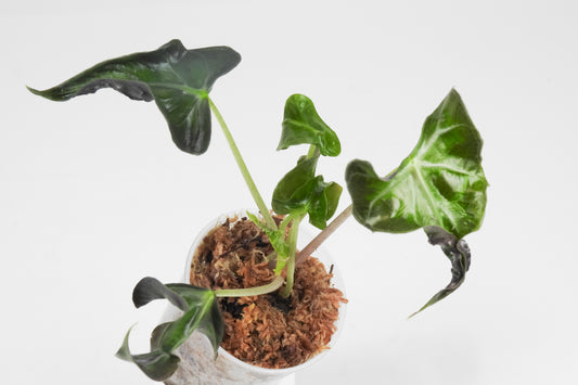 Alocasia 'Loco' (3508)