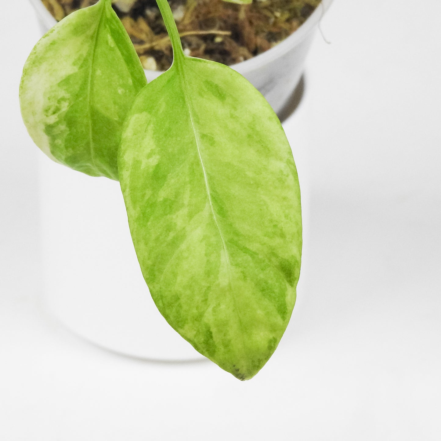 Anthurium 'Vittarfolium' Variegated (3503)