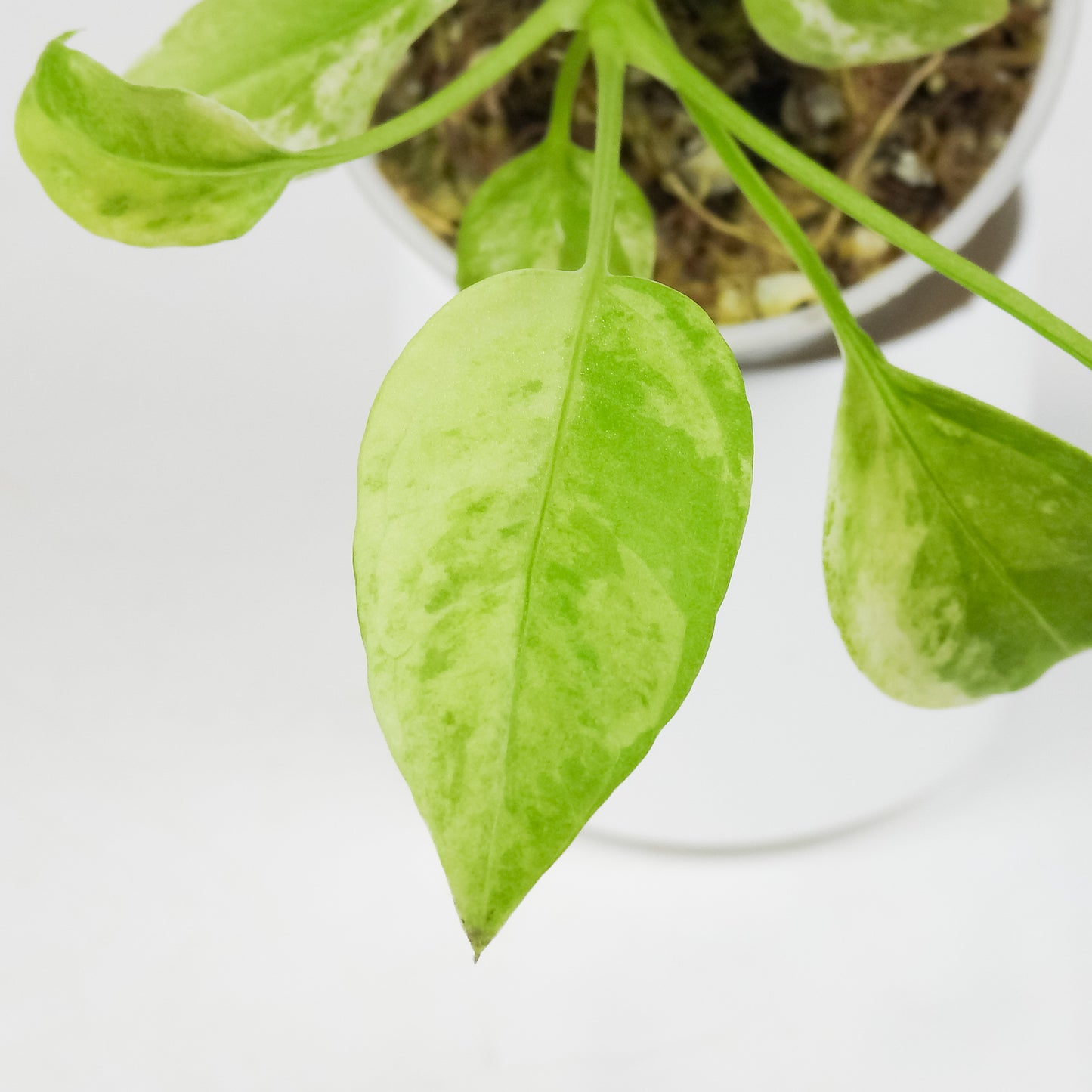 Anthurium 'Vittarfolium' Variegated (3503)