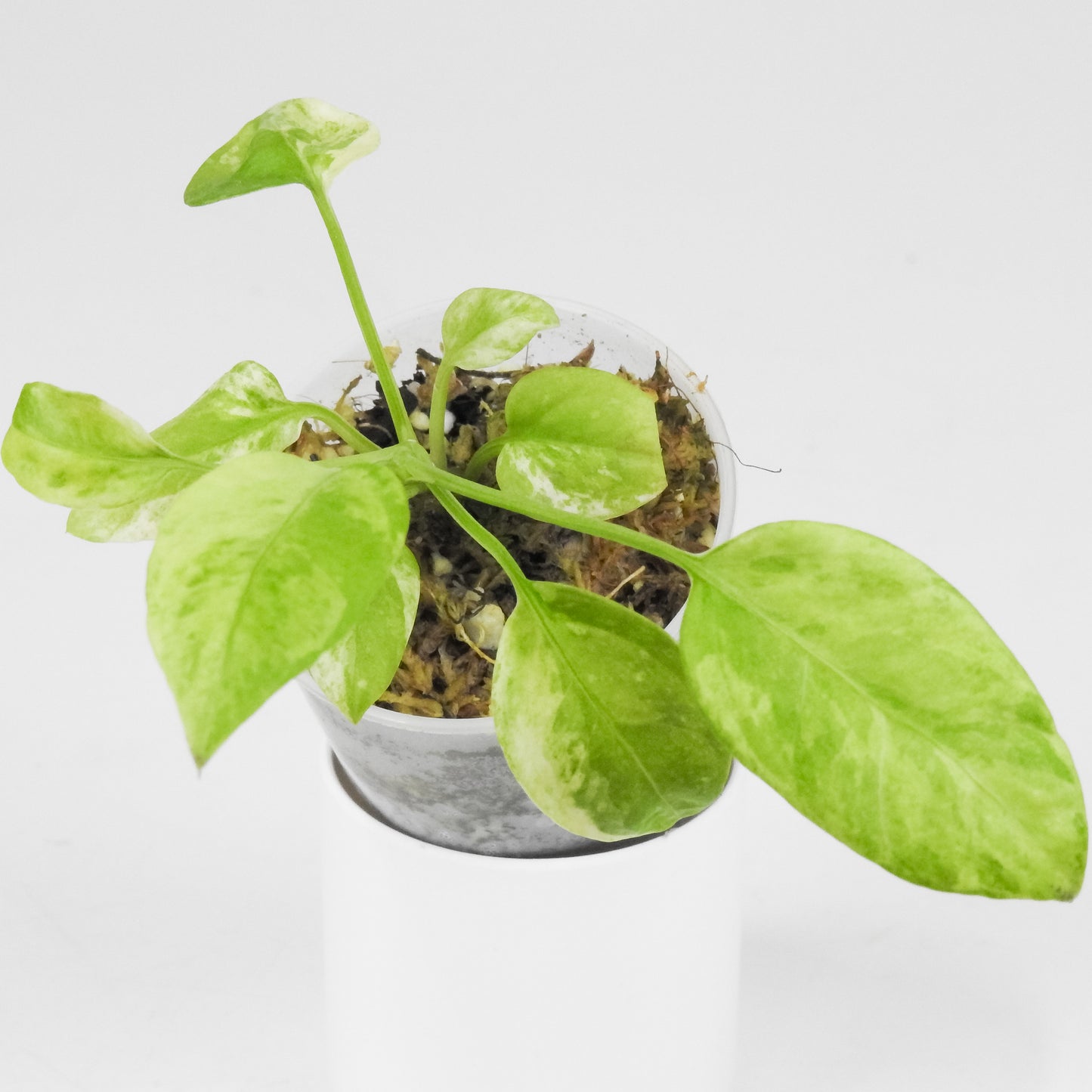 Anthurium 'Vittarfolium' Variegated (3503)