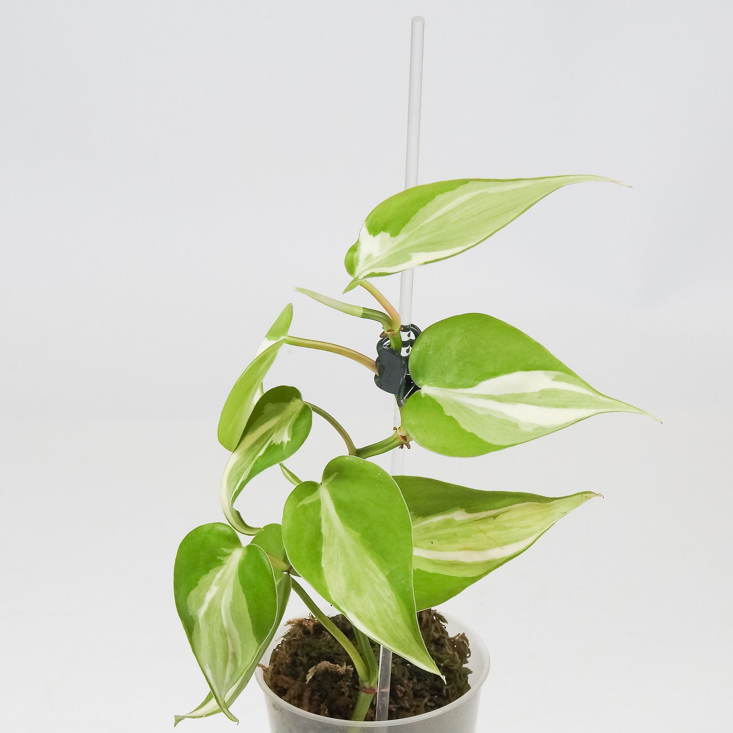 Philodendron Rio *Gabriella Plants Original* (3504)