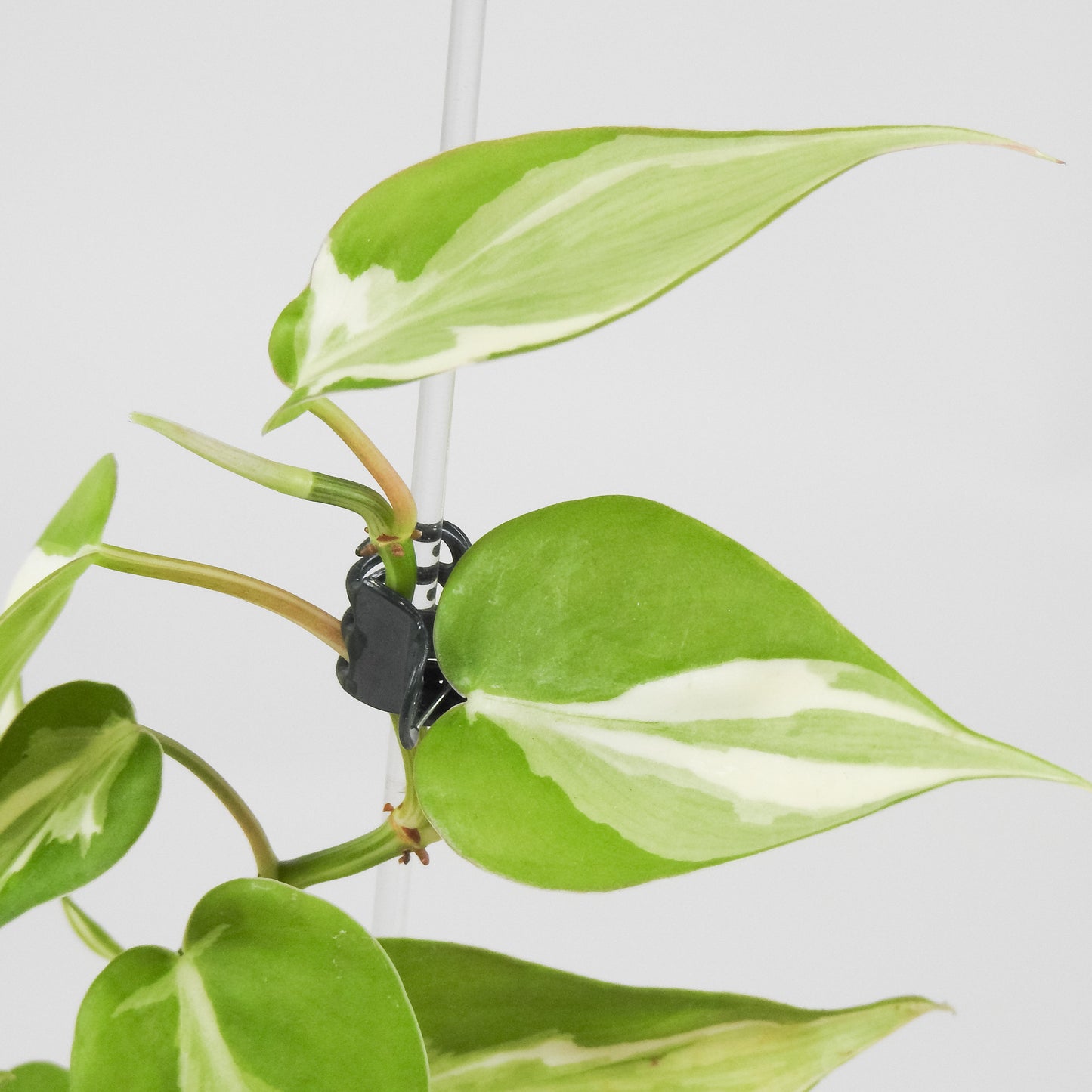 Philodendron Rio *Gabriella Plants Original* (3504)