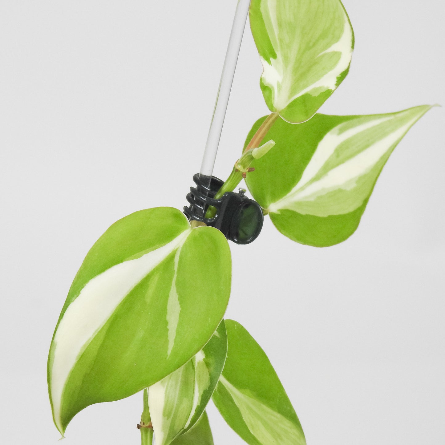 Philodendron Rio *Gabriella Plants Original* (3504)