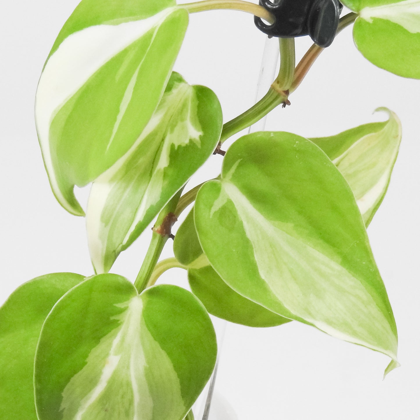 Philodendron Rio *Gabriella Plants Original* (3504)