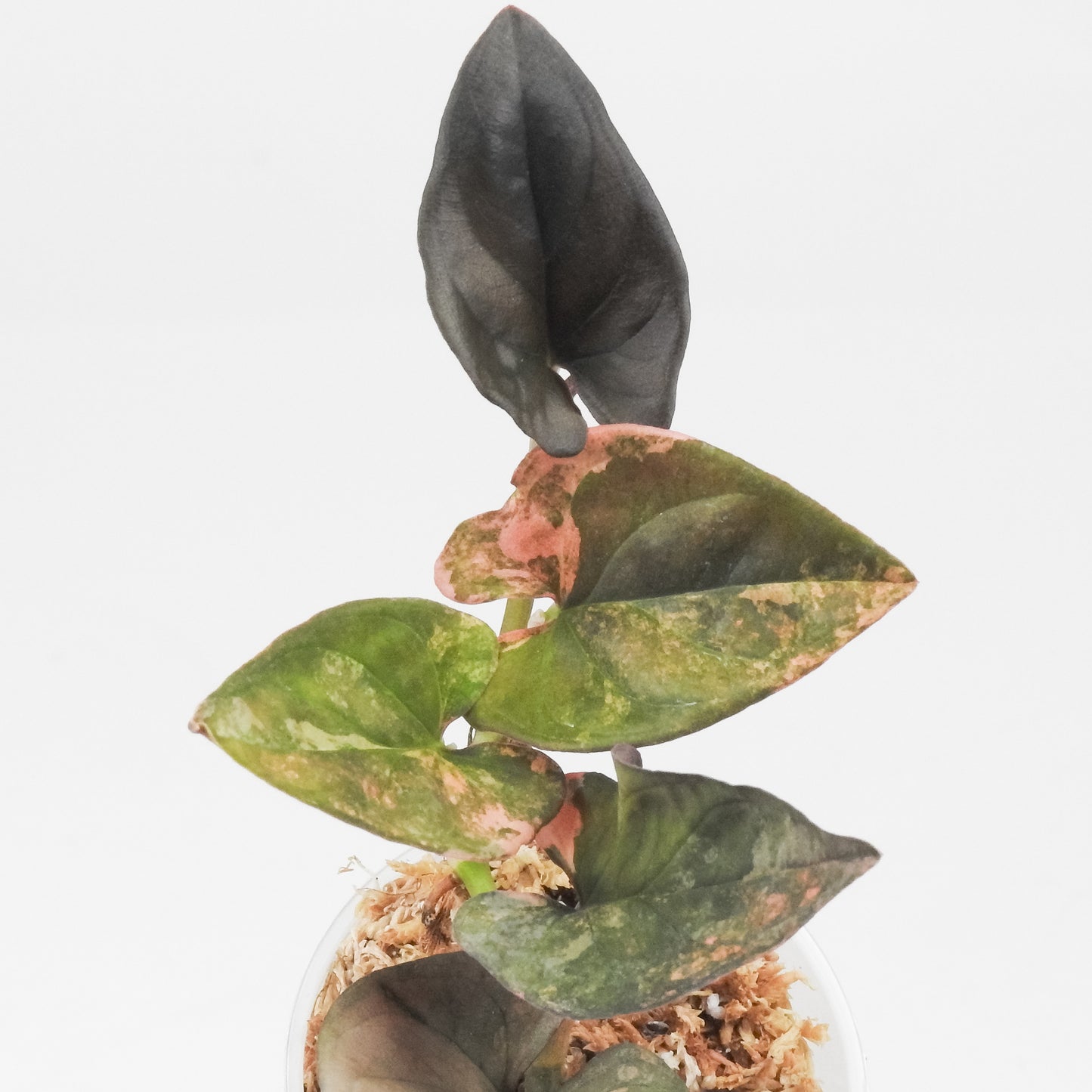 Syngonium 'Red Arrow' Pink Variegated (3507)