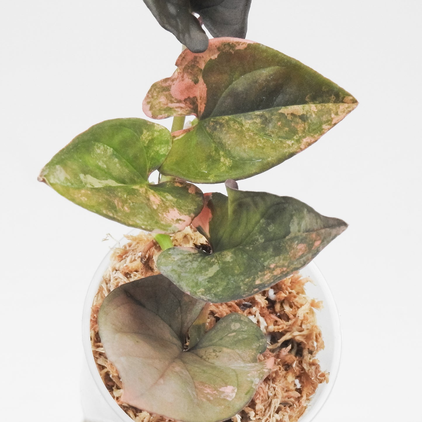 Syngonium 'Red Arrow' Pink Variegated (3507)