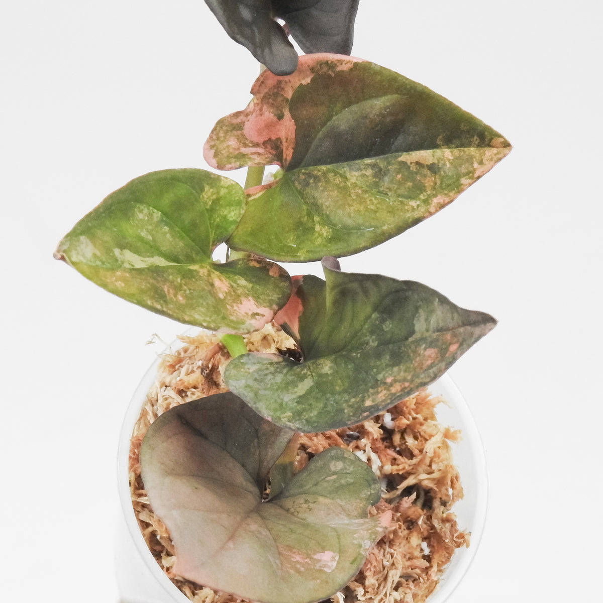 Syngonium 'Red Arrow' Pink Variegated (3507)