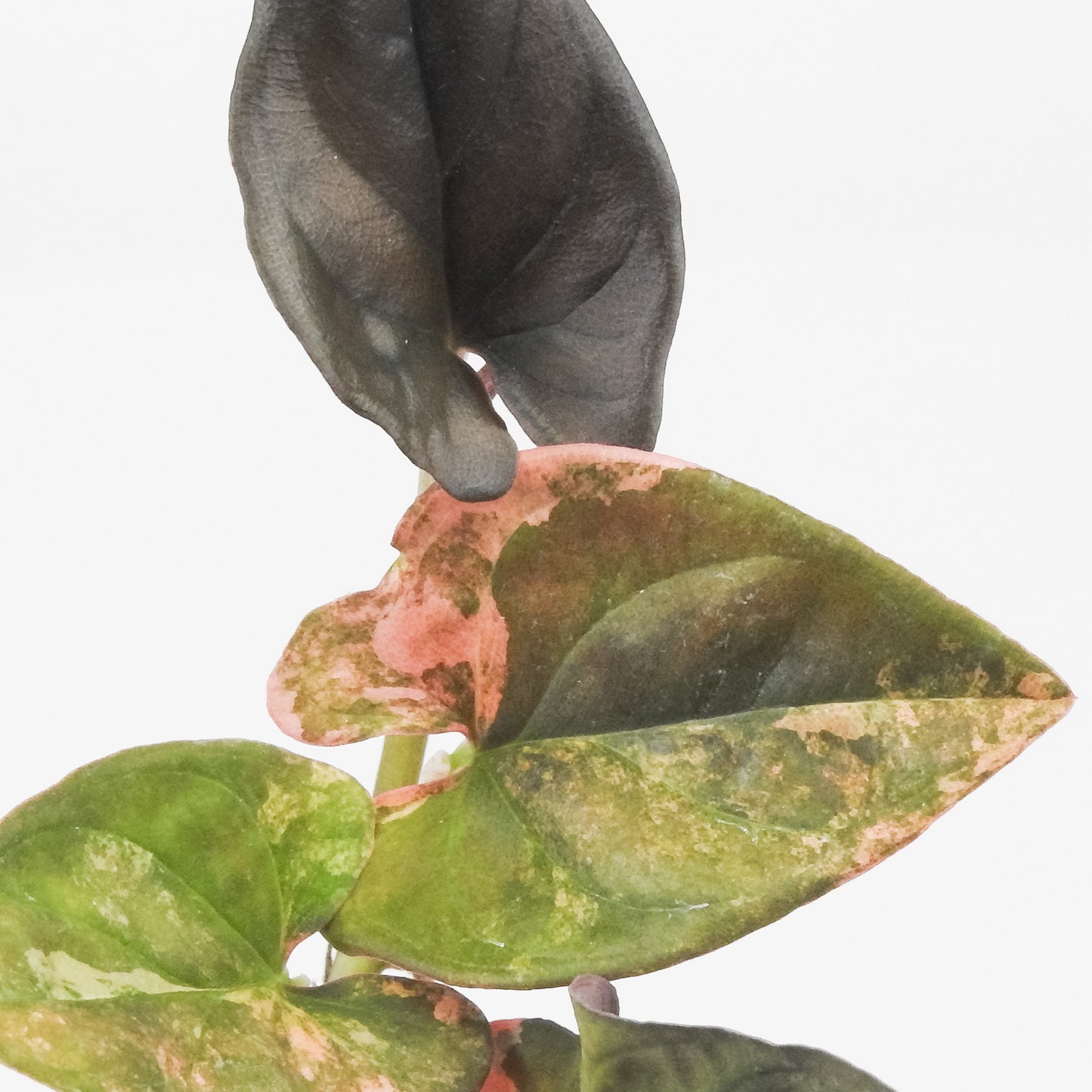 Syngonium 'Red Arrow' Pink Variegated (3507)