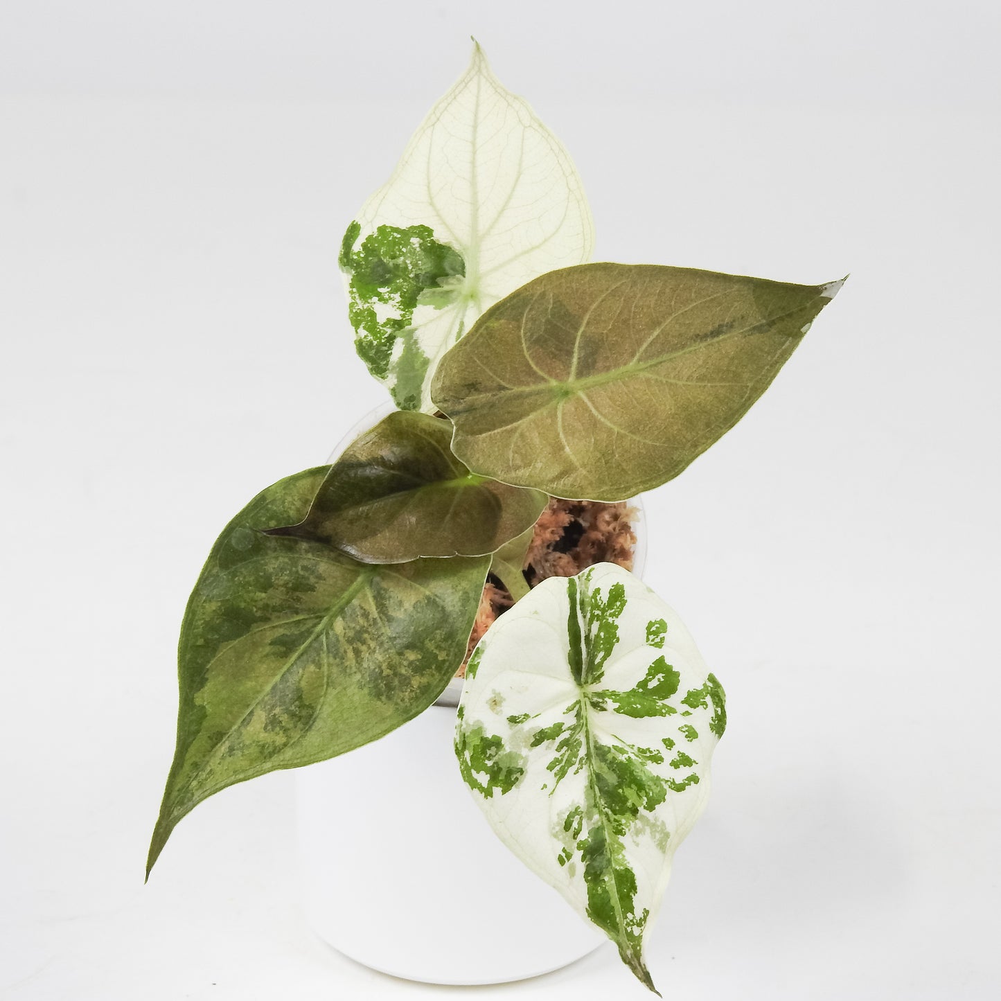 Alocasia Wentii Albo Variegated (3505)
