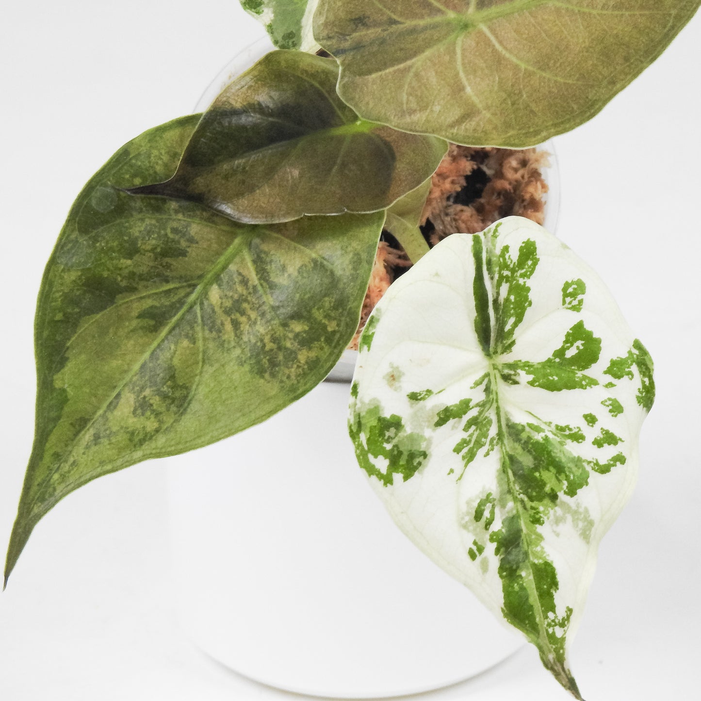 Alocasia Wentii Albo Variegated (3505)