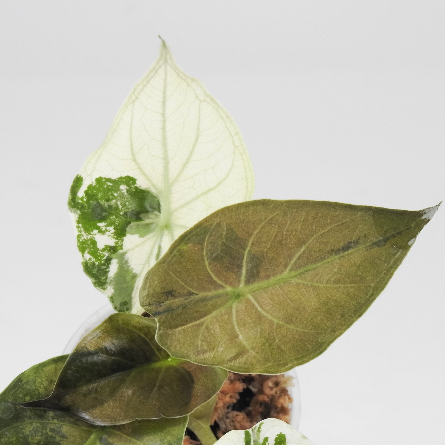 Alocasia Wentii Albo Variegated (3505)