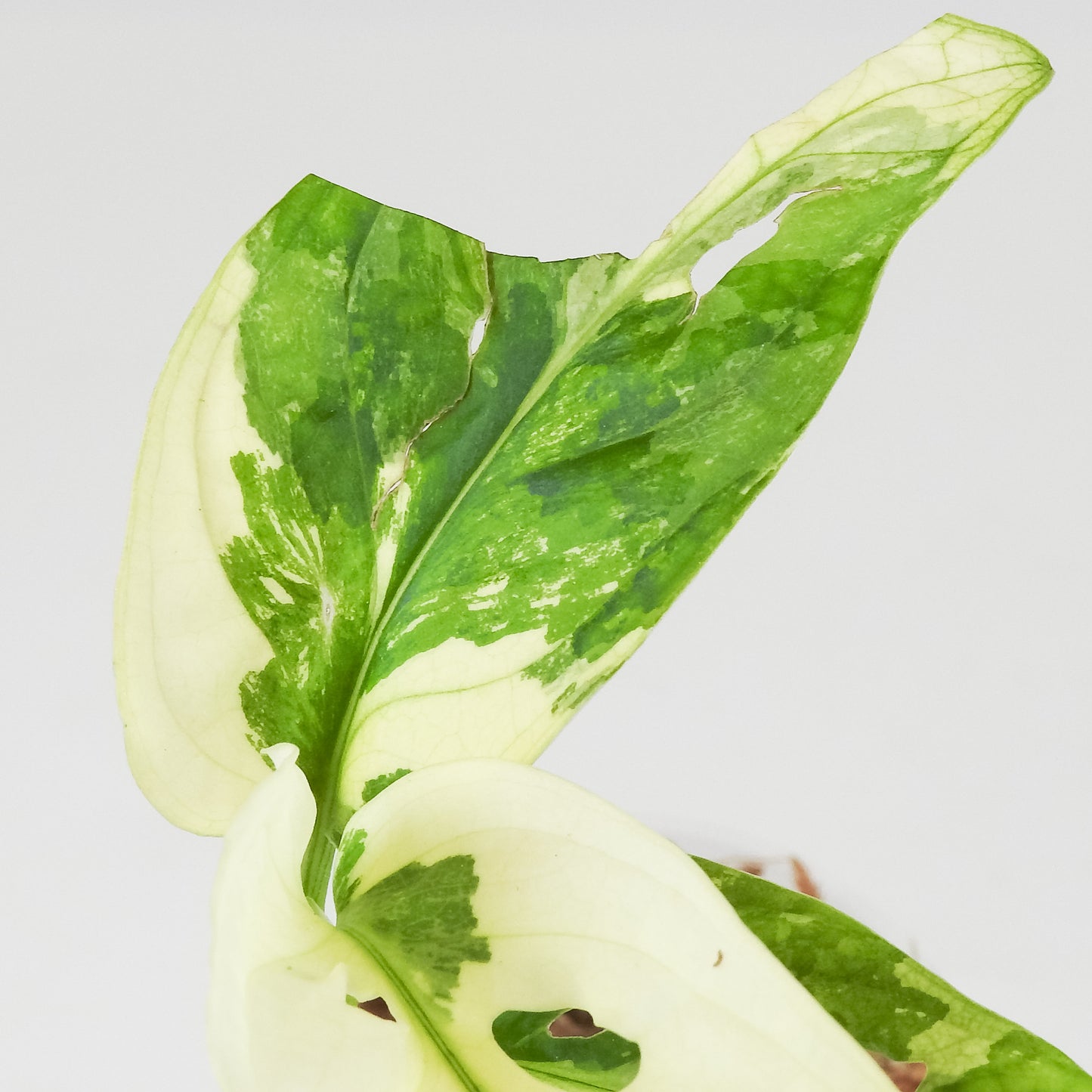 Monstera Adansonii Japanese Tricolor (3506)