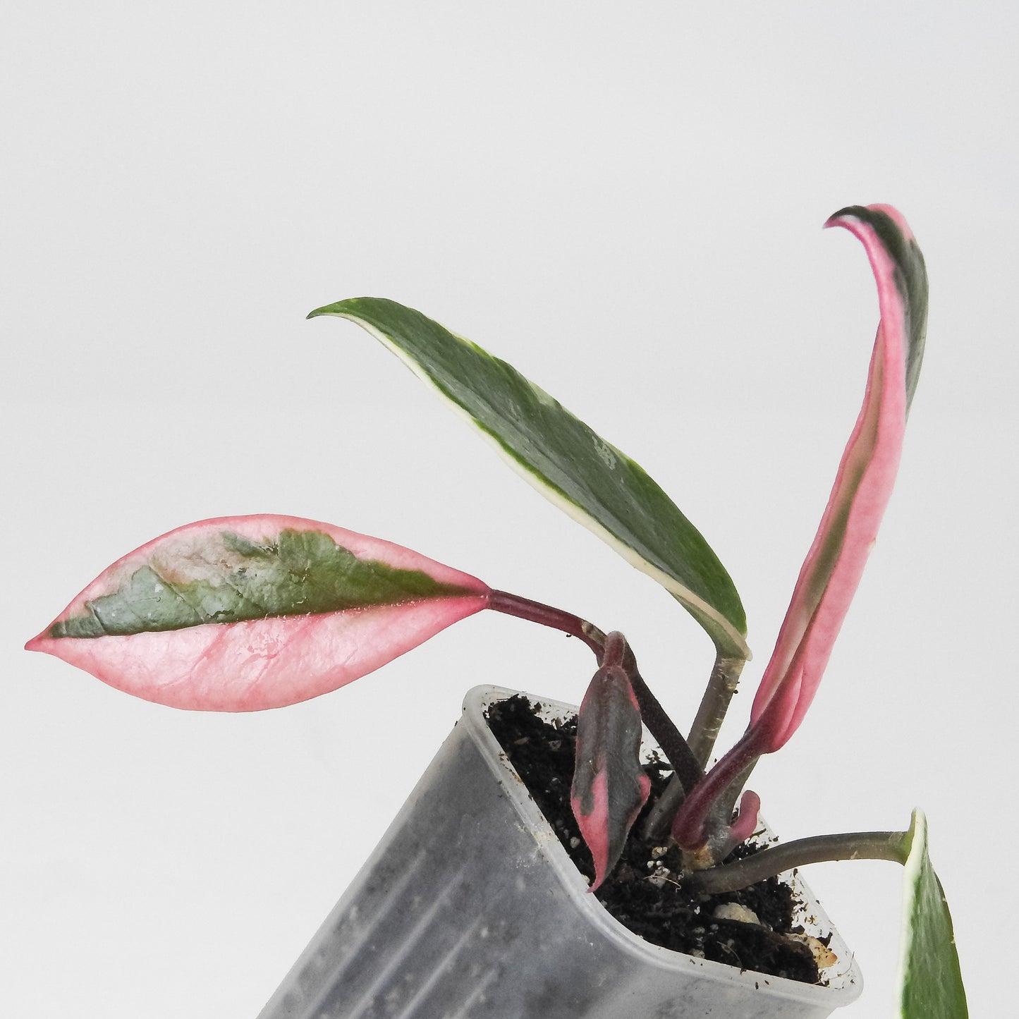 Hoya Carnosa 'Flamingo Dream' Outer Variegated (3509)