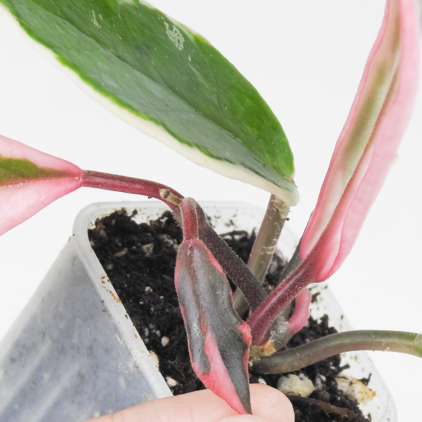 Hoya Carnosa 'Flamingo Dream' Outer Variegated (3509)