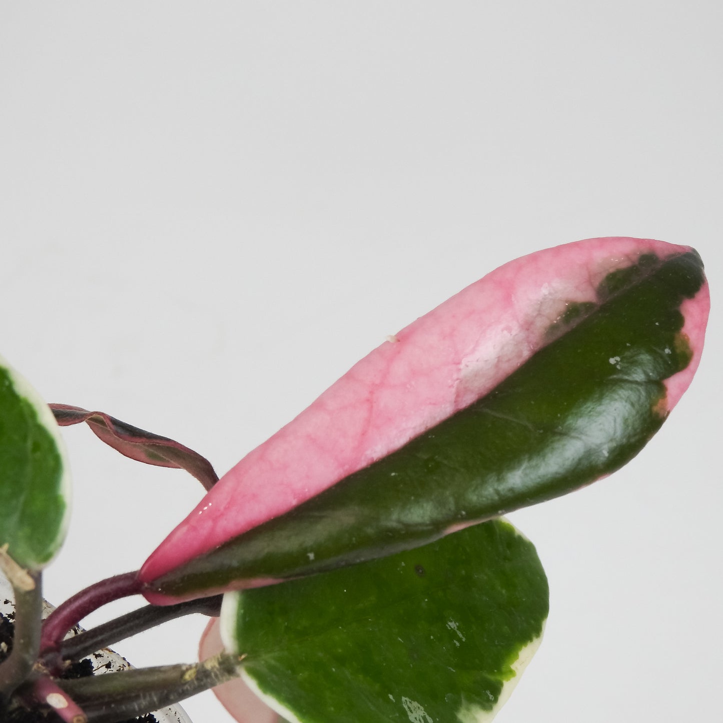 Hoya Carnosa 'Flamingo Dream' Outer Variegated (3509)