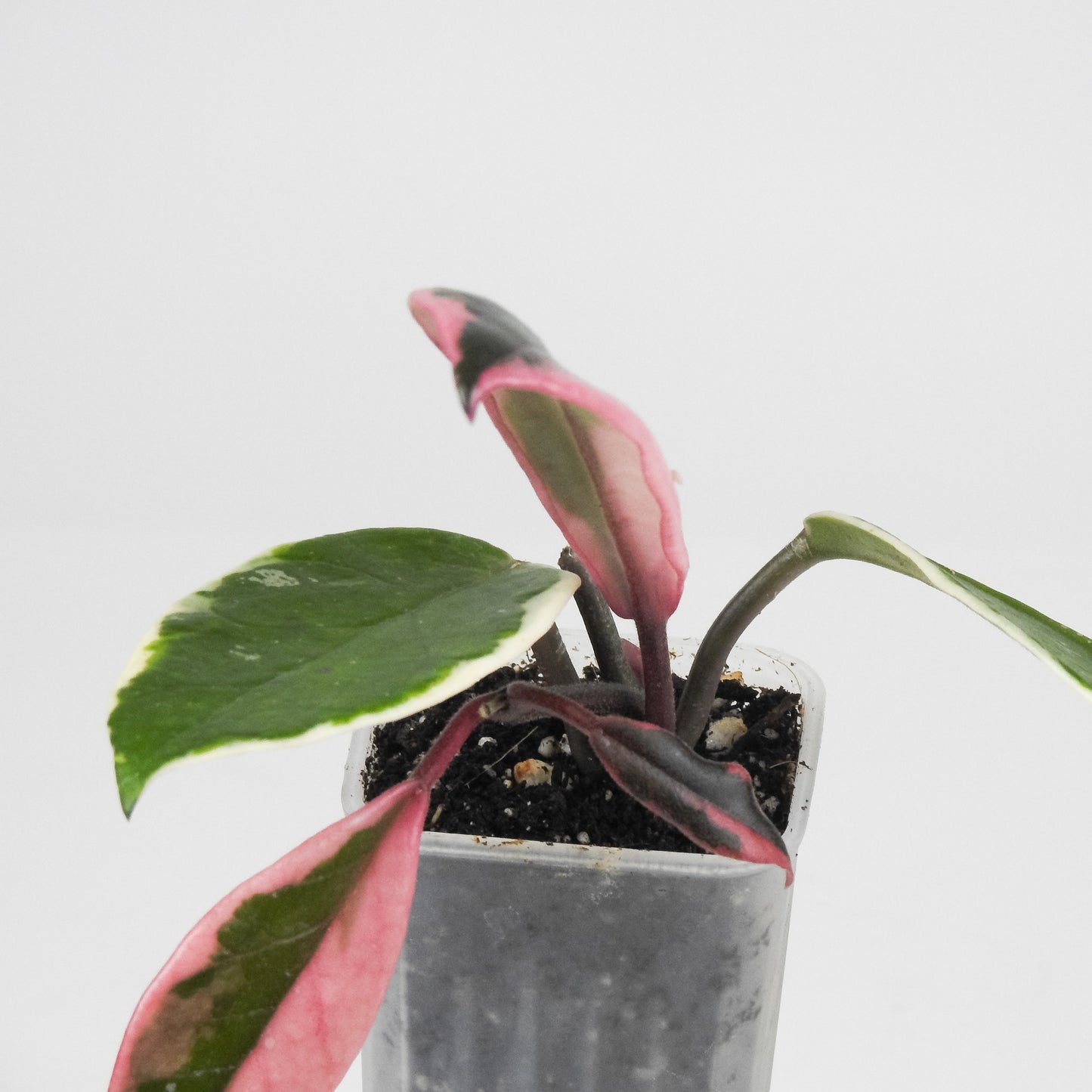 Hoya Carnosa 'Flamingo Dream' Outer Variegated (3509)
