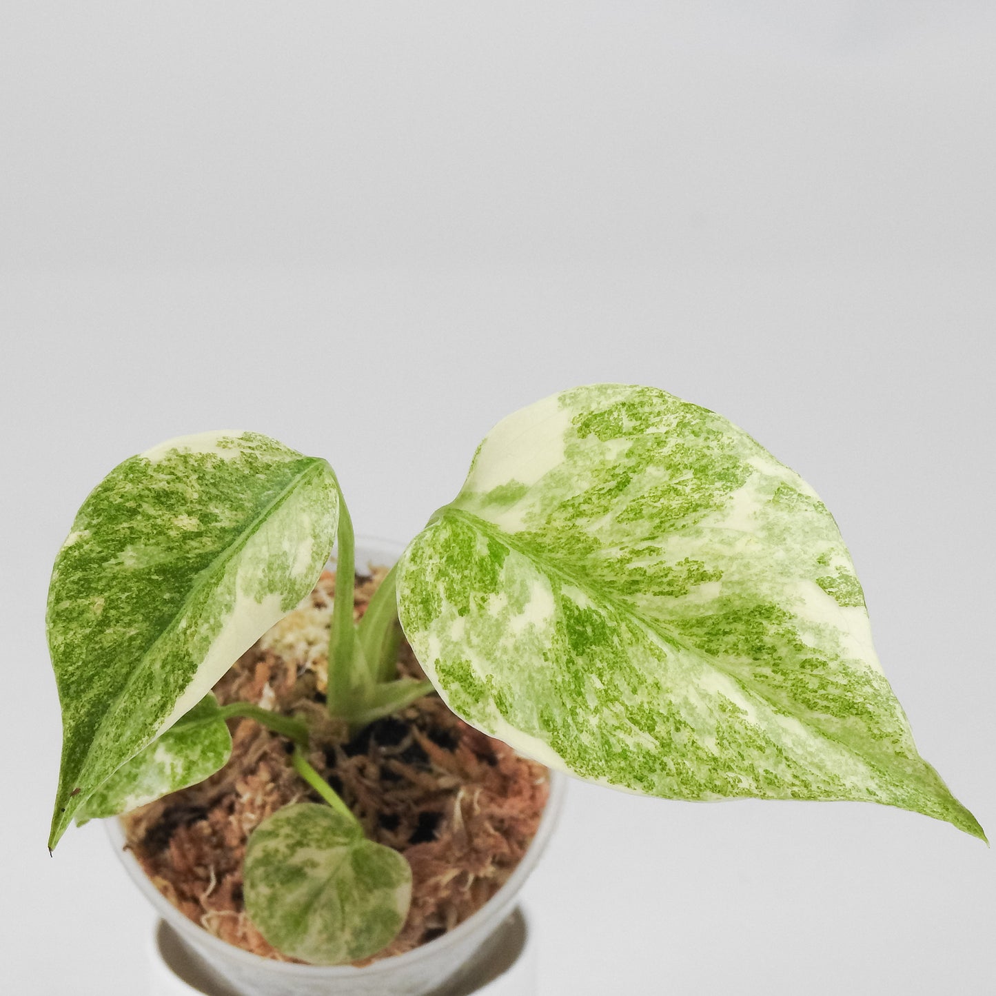 Monstera Deliciosa 'Green Snow' Variegated (3512)