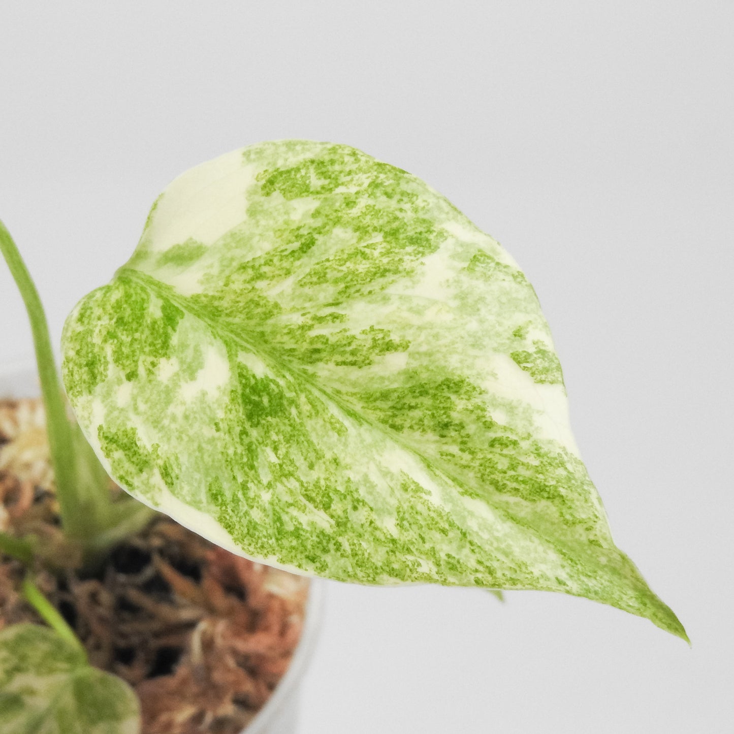 Monstera Deliciosa 'Green Snow' Variegated (3512)