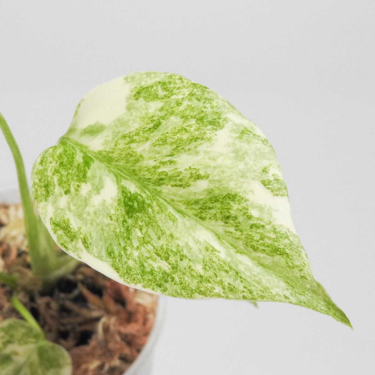 Monstera Deliciosa 'Green Snow' Variegated (3512)