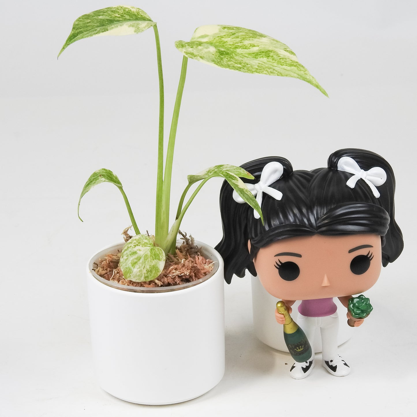 Monstera Deliciosa 'Green Snow' Variegated (3512)