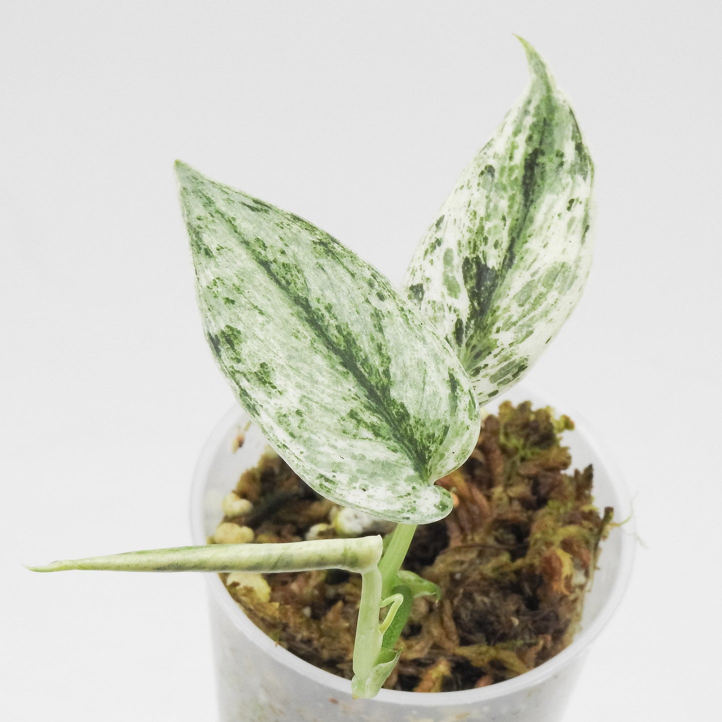Scindapsus 'Perla' Variegated (3511)