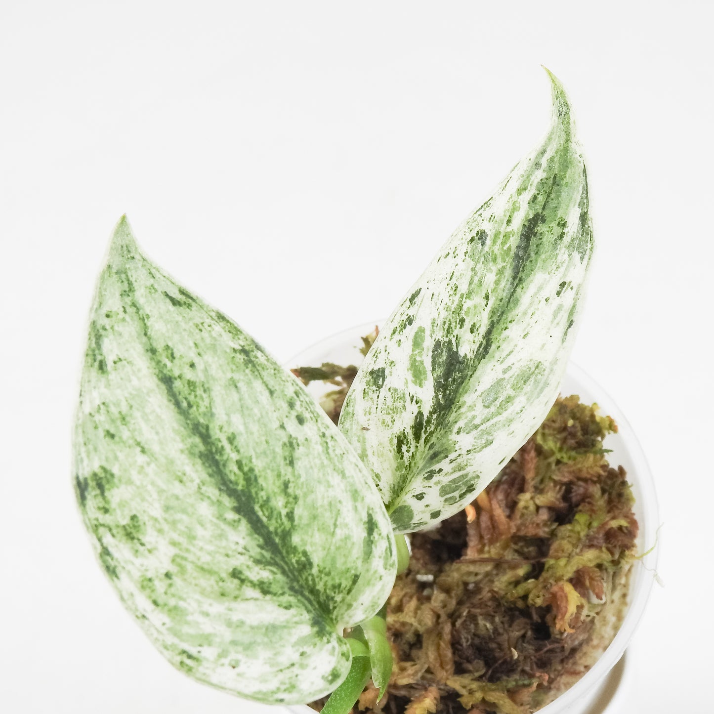 Scindapsus 'Perla' Variegated (3511)