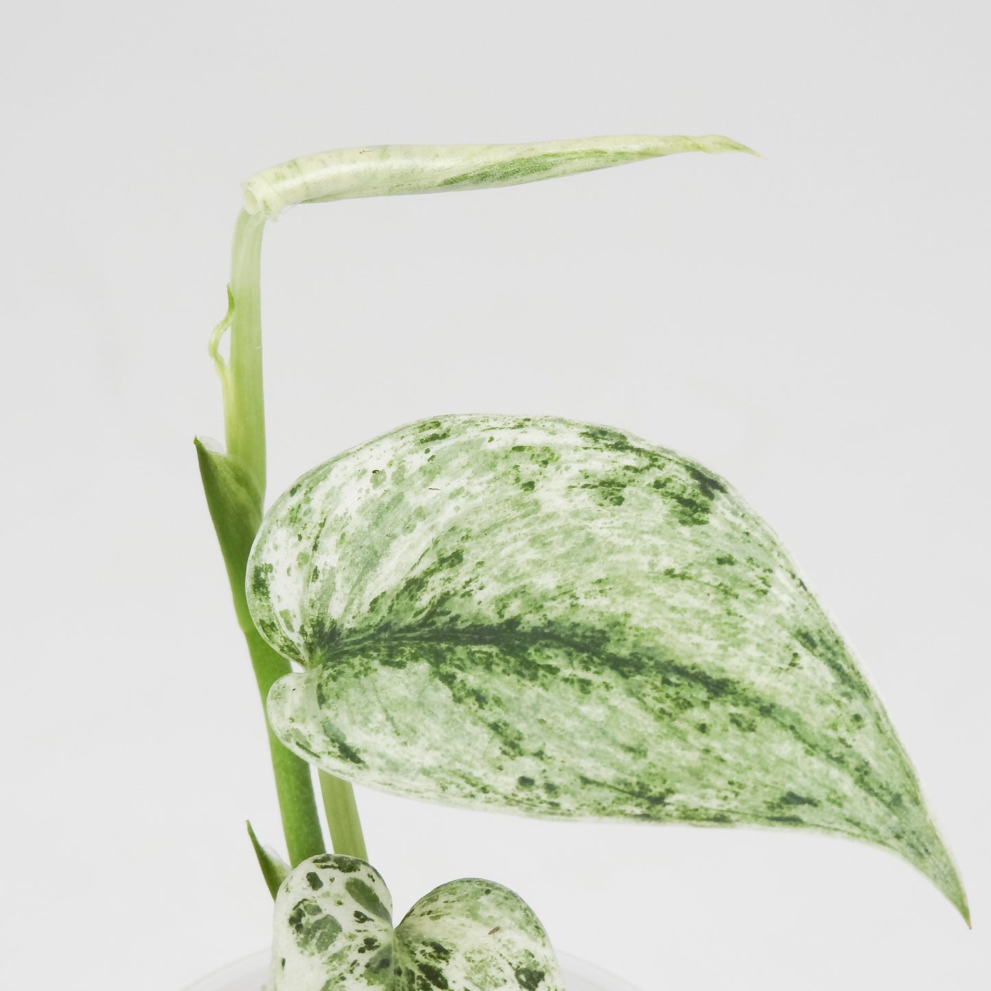 Scindapsus 'Perla' Variegated (3511)