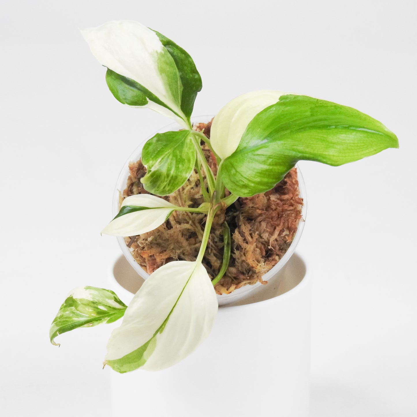 Homalomena 'Pink Diamond' (3513)