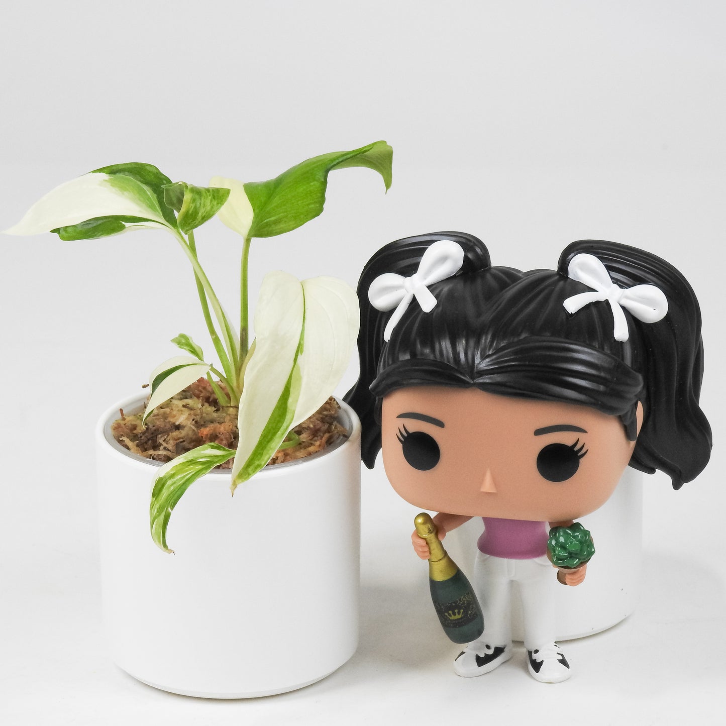 Homalomena 'Pink Diamond' (3513)