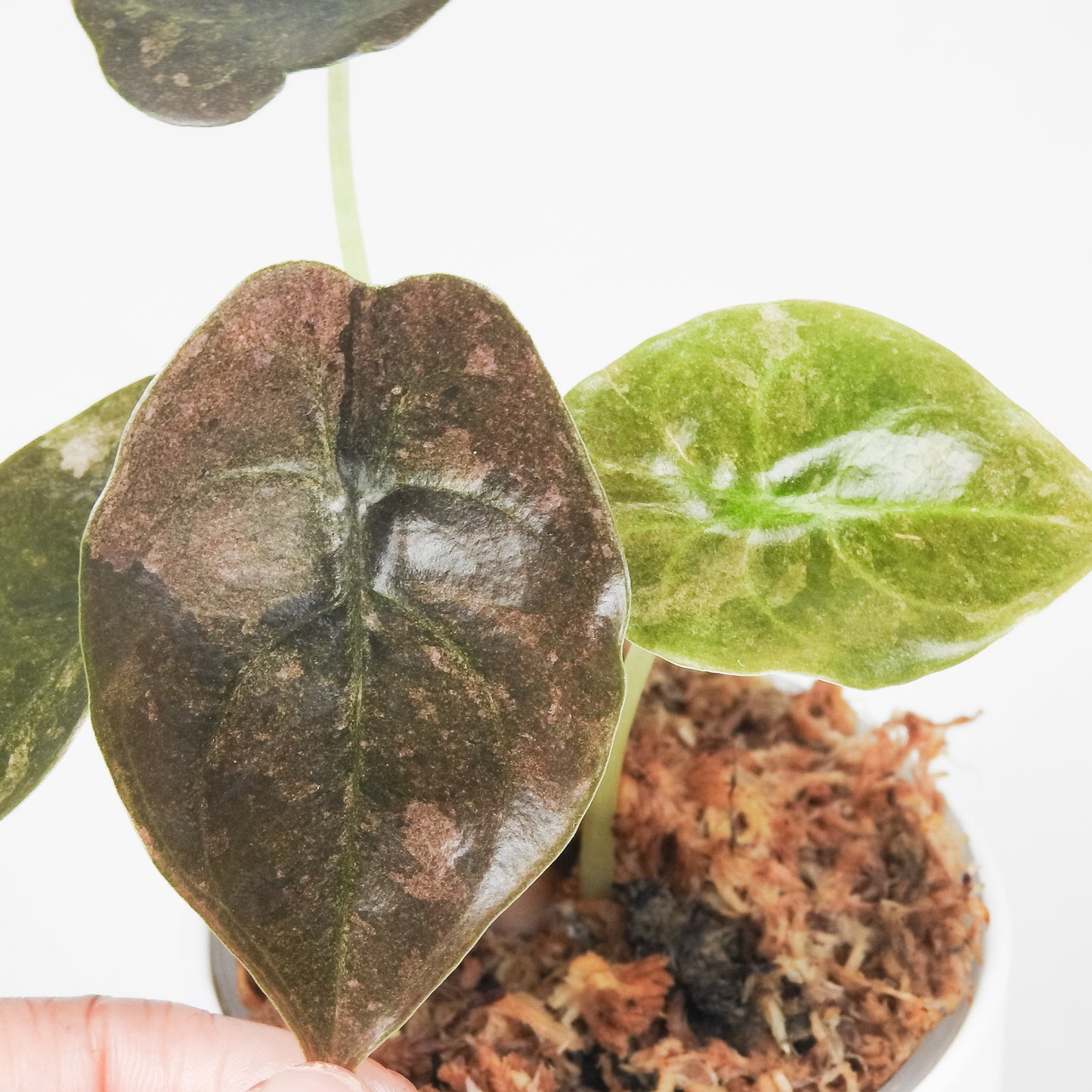 Alocasia 'Cuprea' Pink Spot (3510)