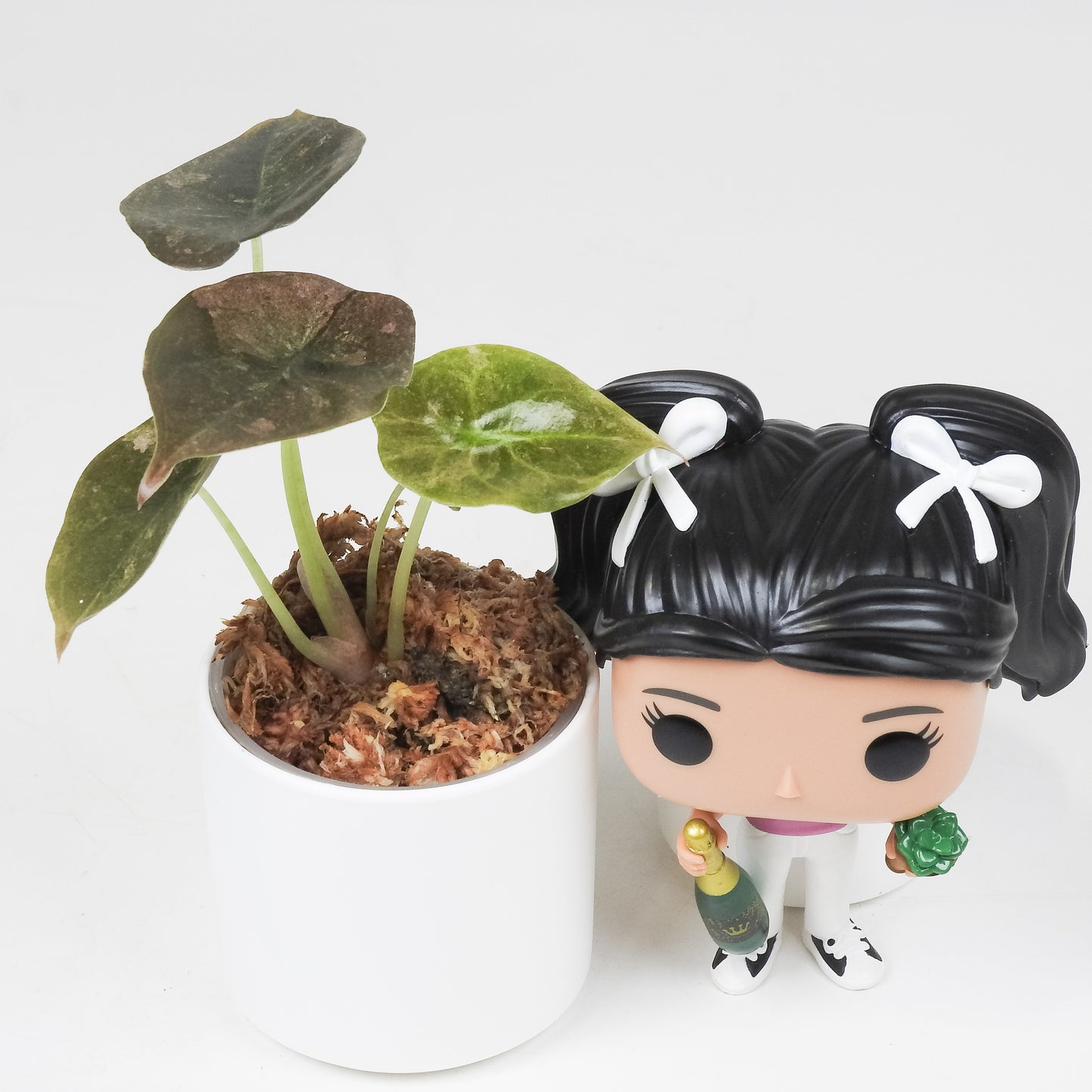 Alocasia 'Cuprea' Pink Spot (3510)