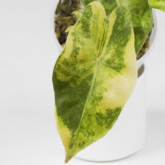 Alocasia Sanderiana Bull Aurea (3521)