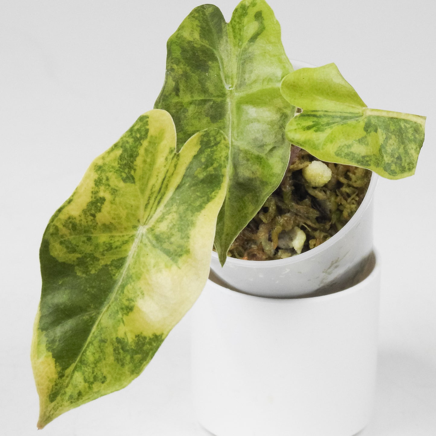 Alocasia Sanderiana Bull Aurea (3521)