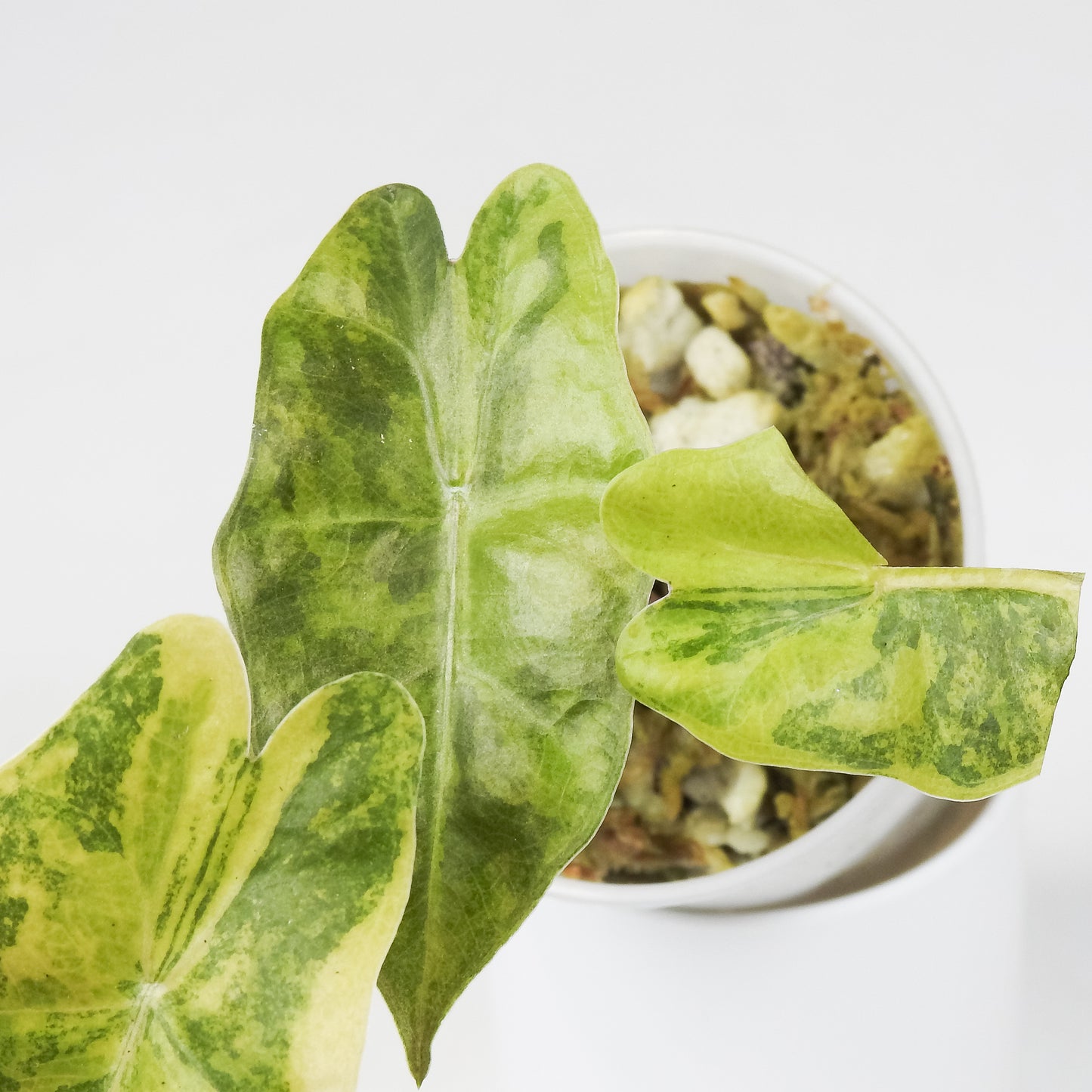 Alocasia Sanderiana Bull Aurea (3521)