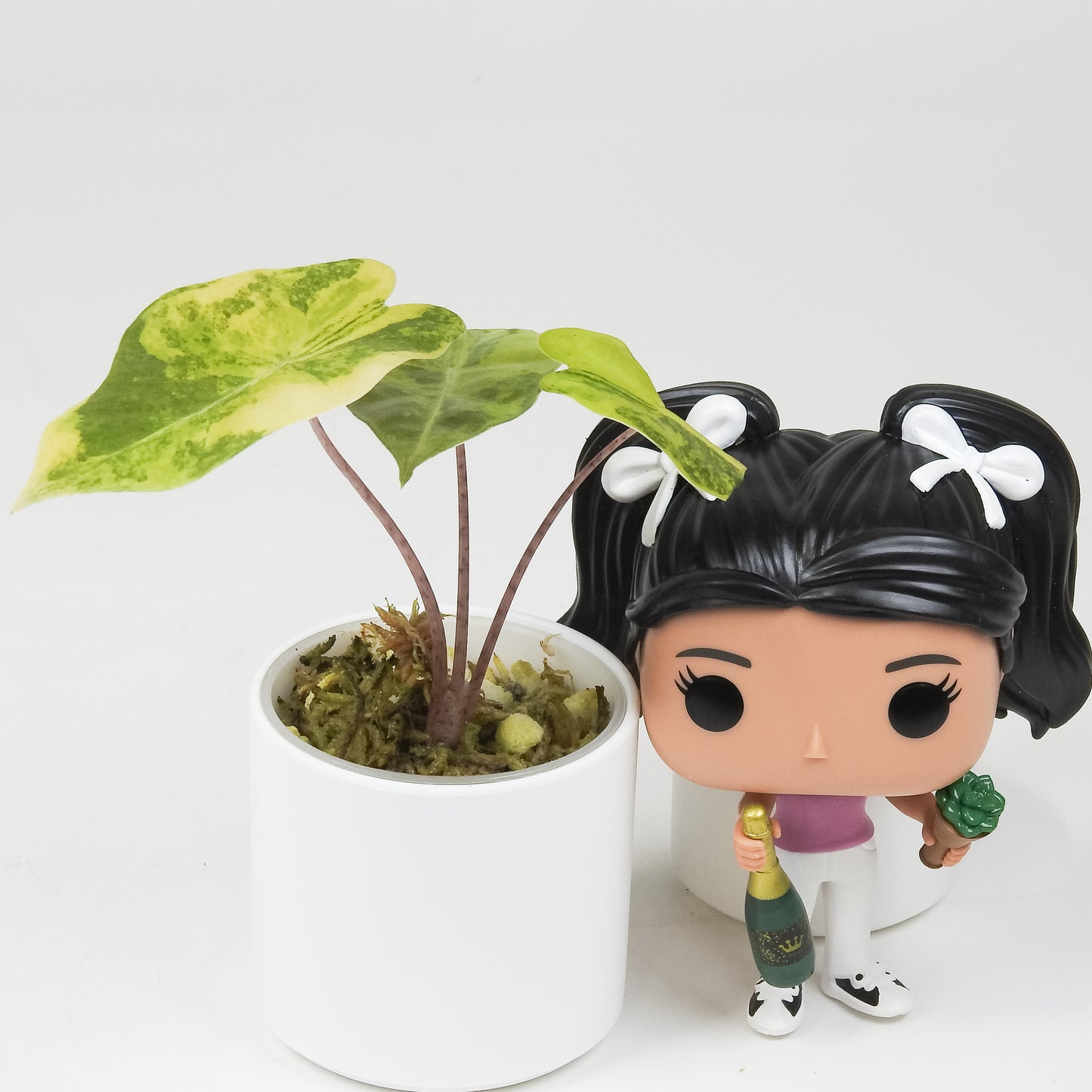 Alocasia Sanderiana Bull Aurea (3521)