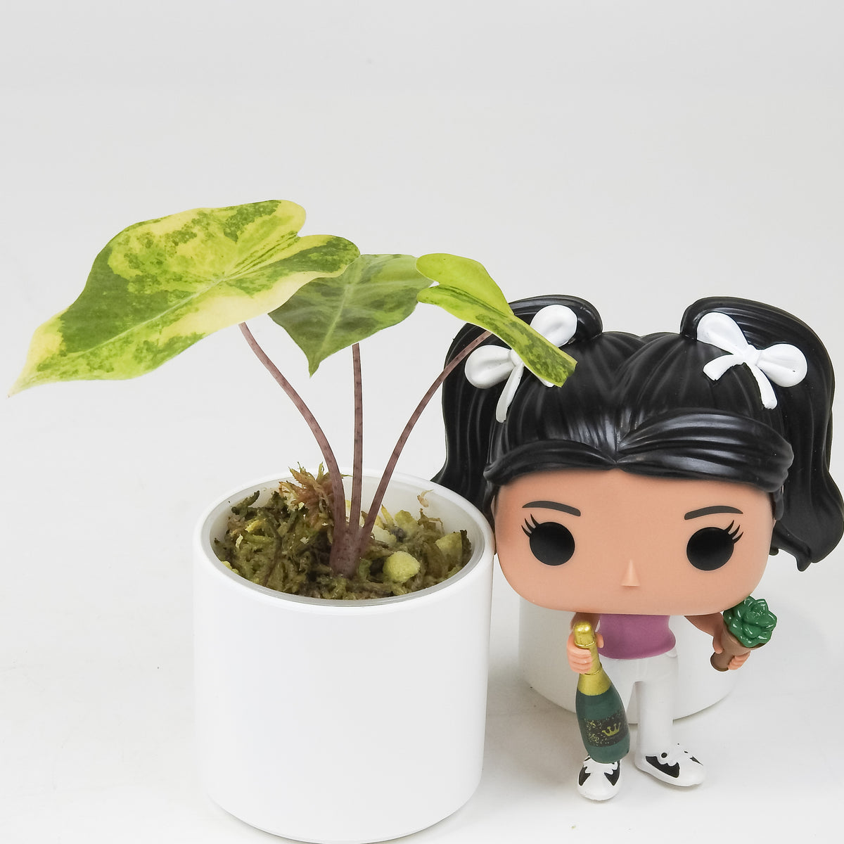 Alocasia Sanderiana Bull Aurea (3521)
