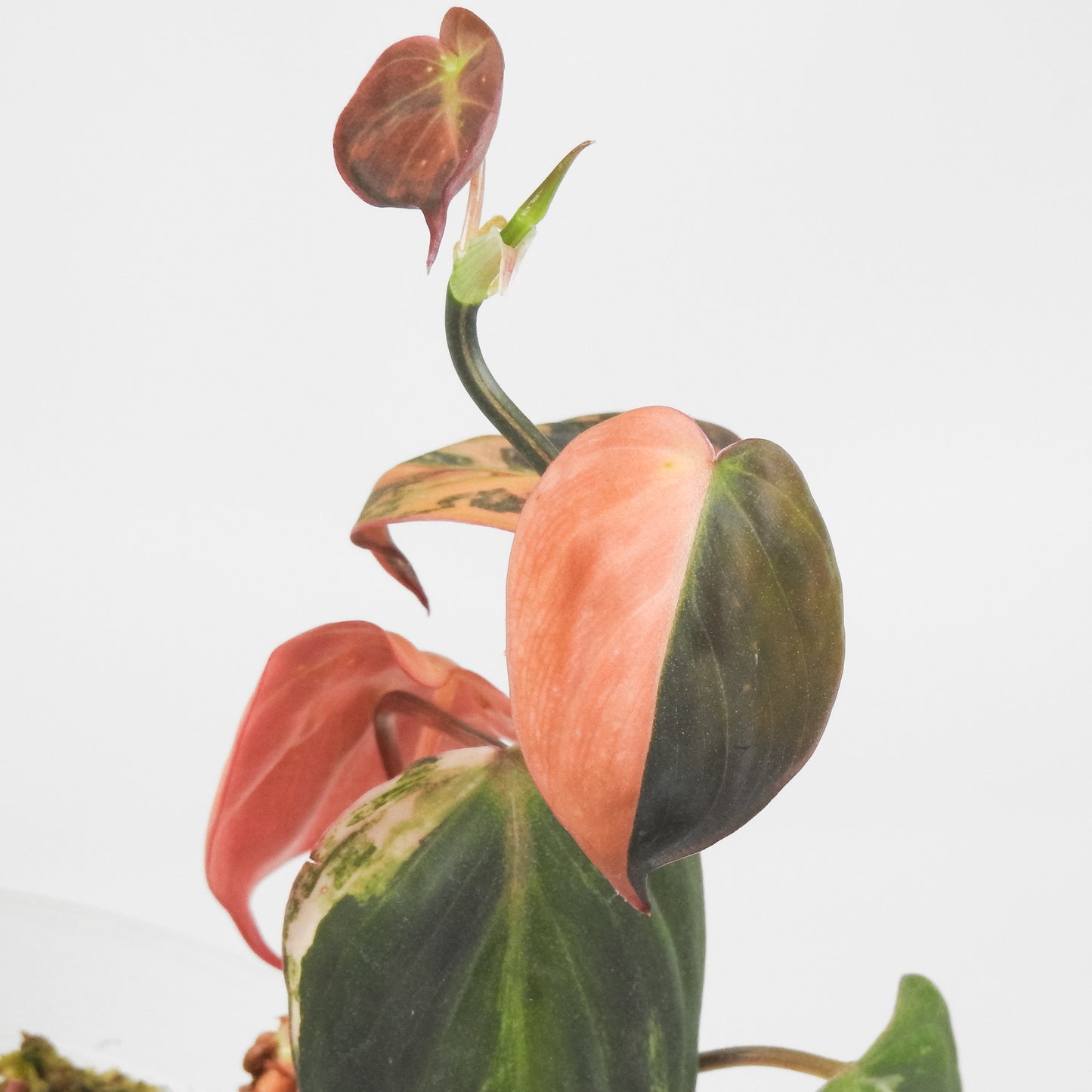 Philodendron 'Micans' Aurea Variegated (3514)