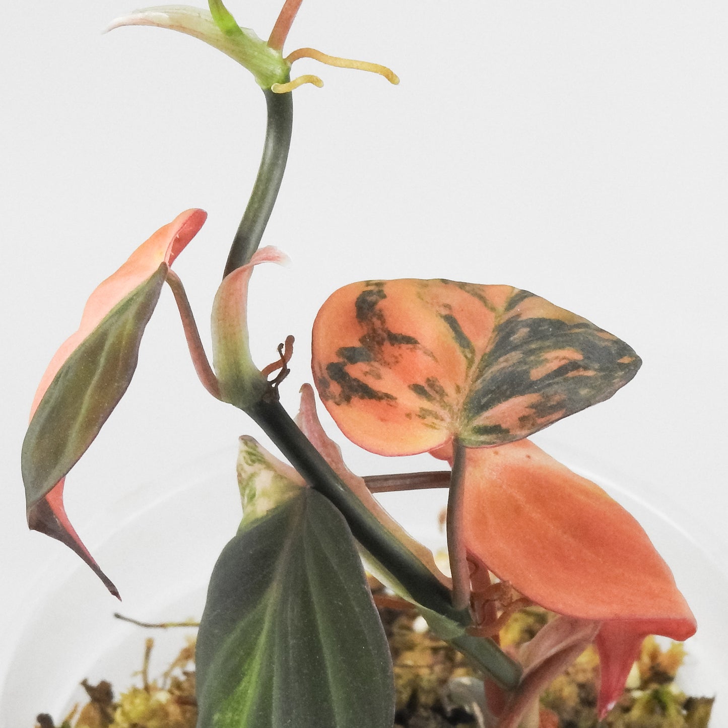 Philodendron 'Micans' Aurea Variegated (3514)