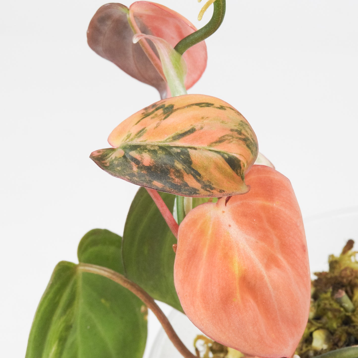 Philodendron 'Micans' Aurea Variegated (3514)