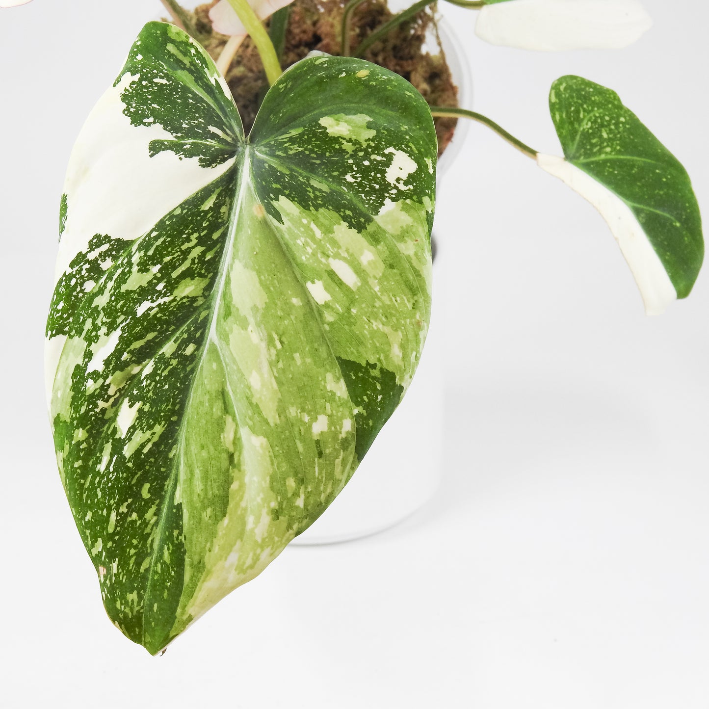 Philodendron Gloriosum Variegated Type 2 (3516)