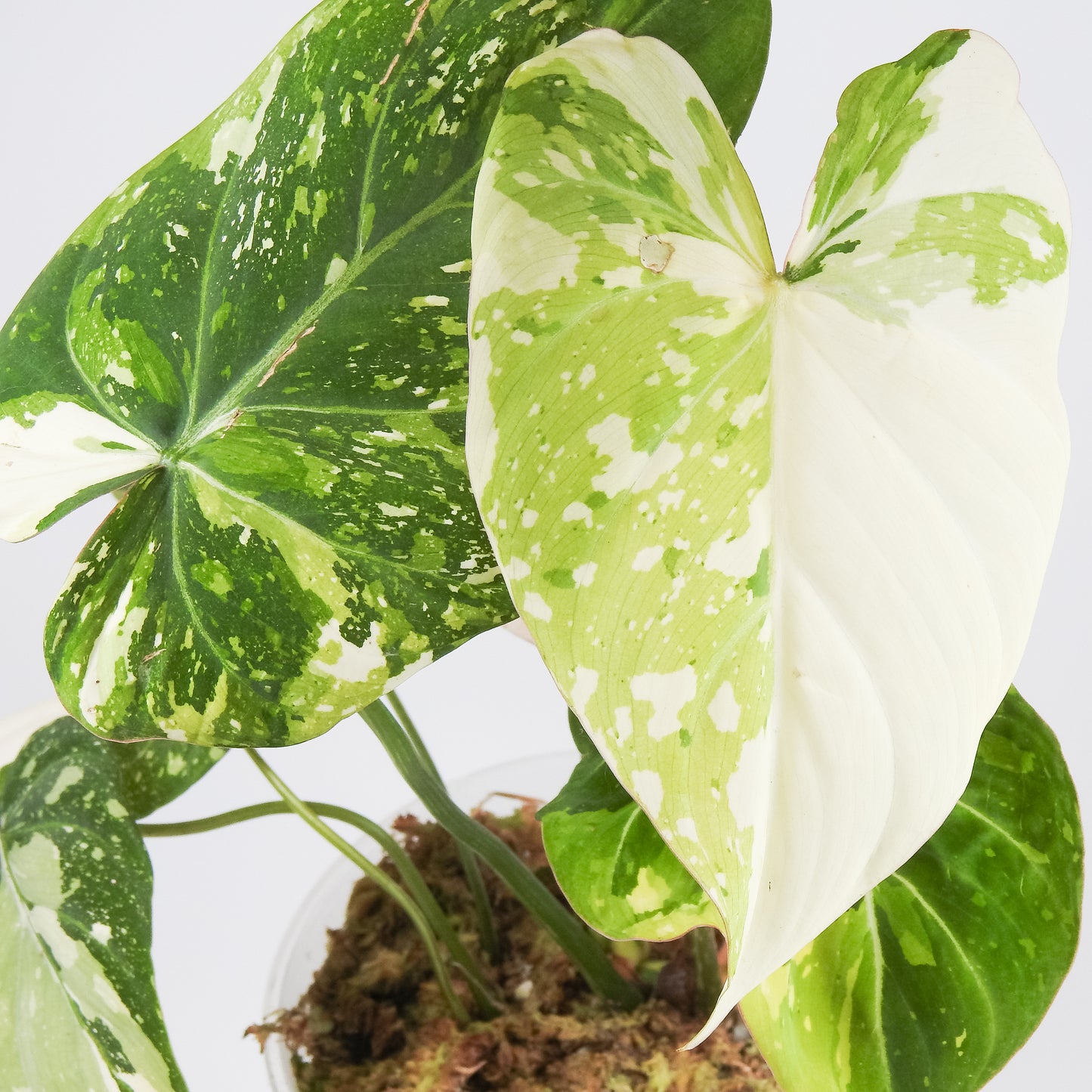 Philodendron Gloriosum Variegated Type 2 (3516)