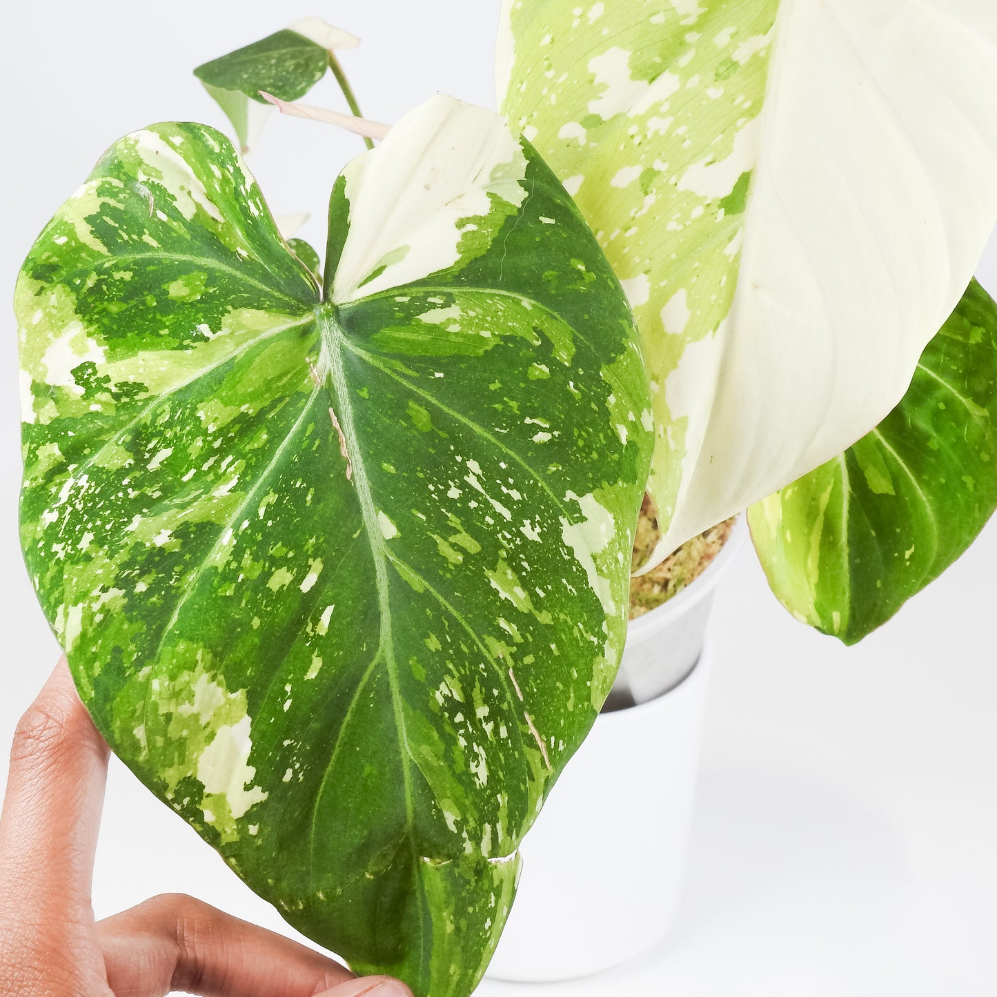 Philodendron Gloriosum Variegated Type 2 (3516)