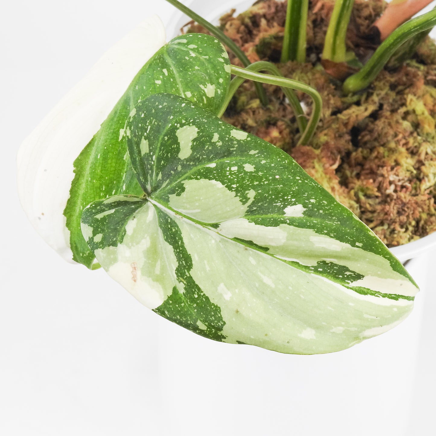 Philodendron Gloriosum Variegated Type 2 (3516)
