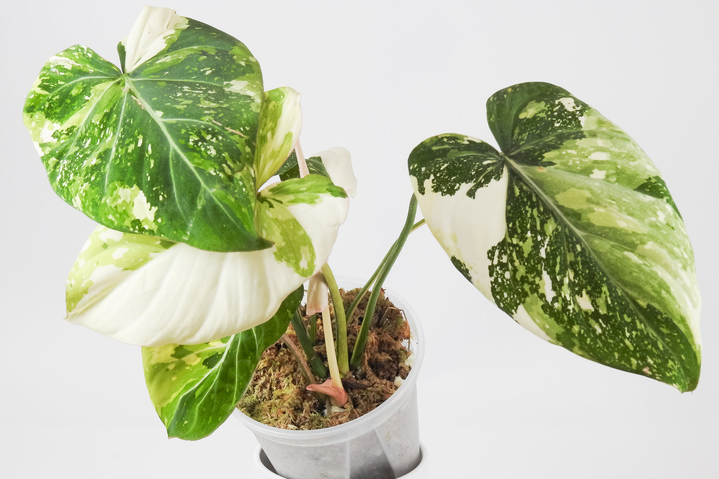 Philodendron Gloriosum Variegated Type 2 (3516)