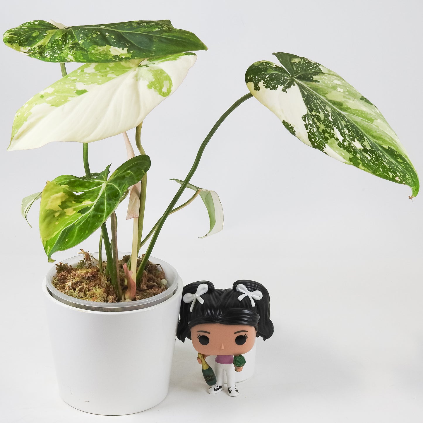 Philodendron Gloriosum Variegated Type 2 (3516)