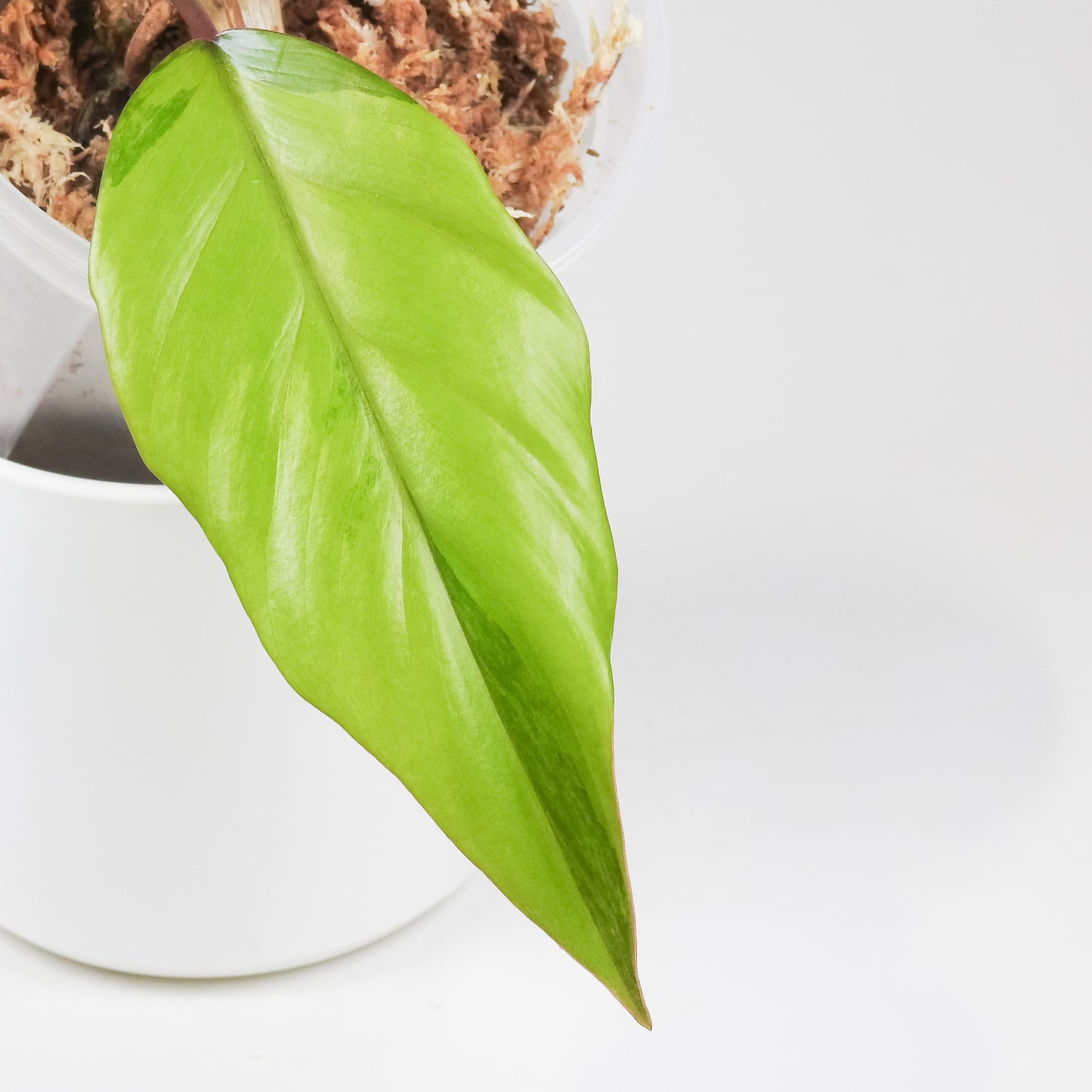 Philodendron 'Mayoi' Variegated (3515)