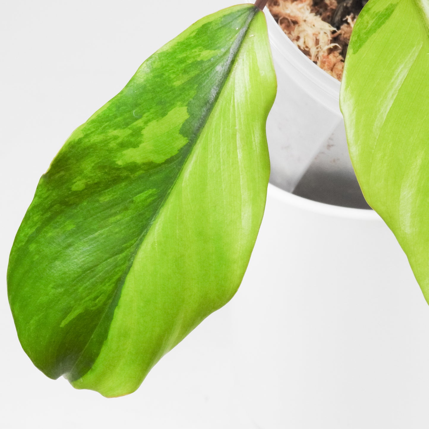 Philodendron 'Mayoi' Variegated (3515)