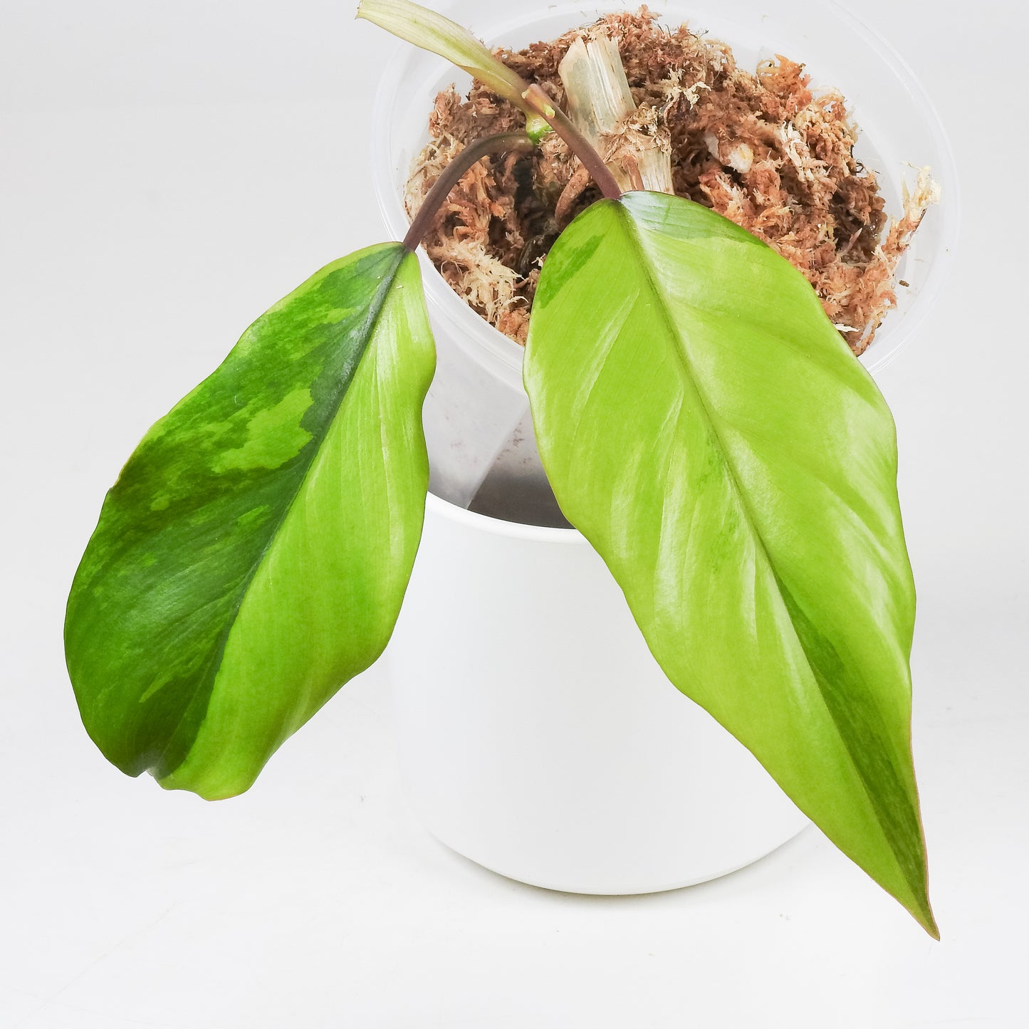 Philodendron 'Mayoi' Variegated (3515)